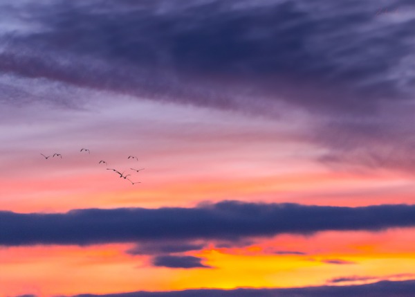 Fotografia przyrodnicza